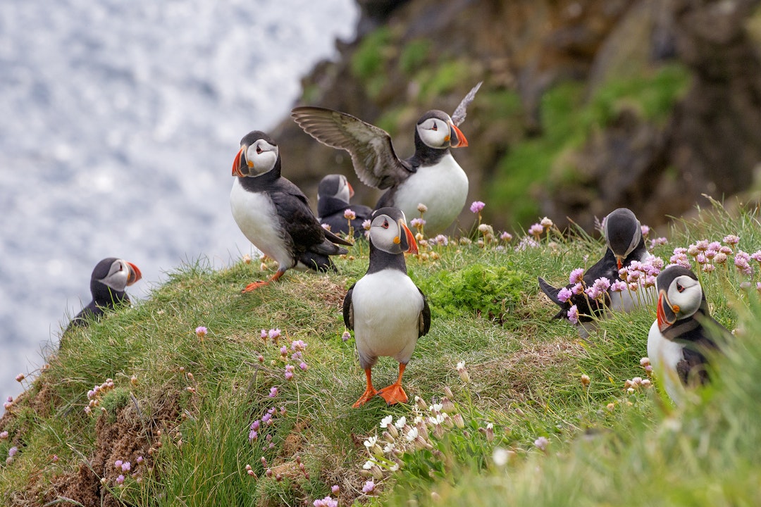 La beauté majestueuse de l'Islande vous attend