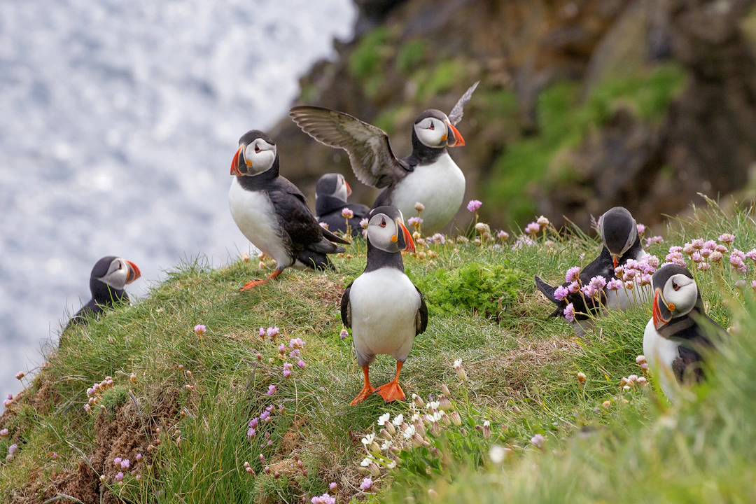 La beauté majestueuse de l'Islande vous attend