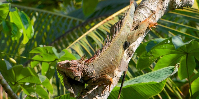 Piedras Blancas National Park-8