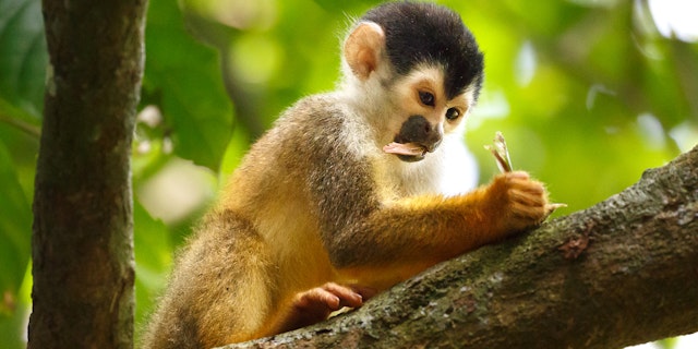 Explore the Golden Circle in Iceland!