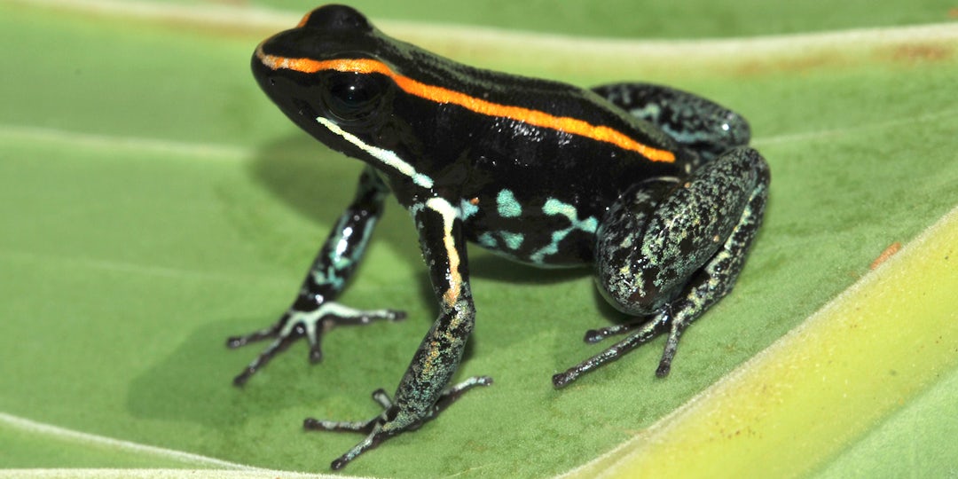 Explore the Golden Circle in Iceland!