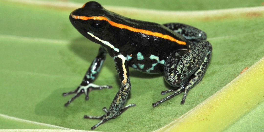 Explore the Golden Circle in Iceland! - main image