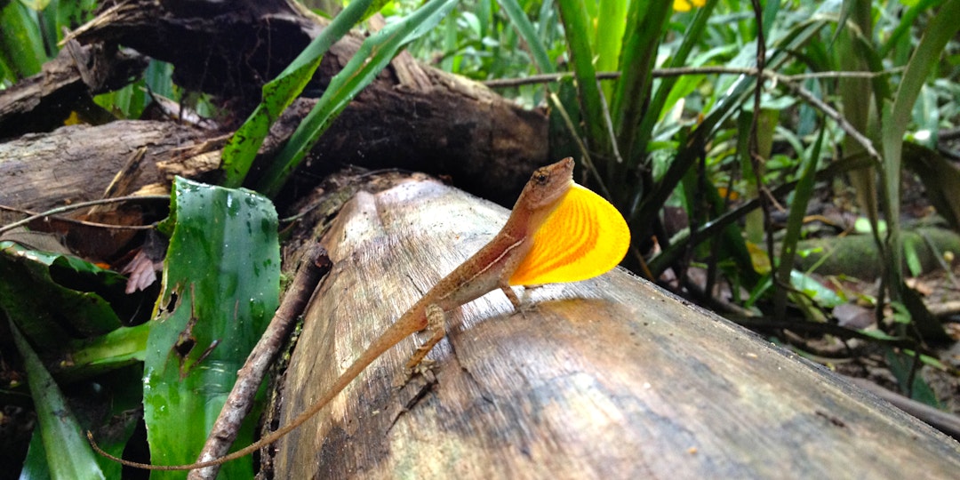 Test Page for Italy - main image