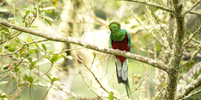 San Gerardo de Dota-10