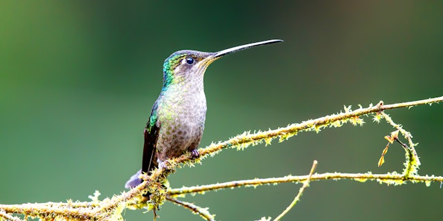 San Gerardo de Dota-6