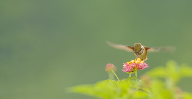 San Gerardo de Dota-0