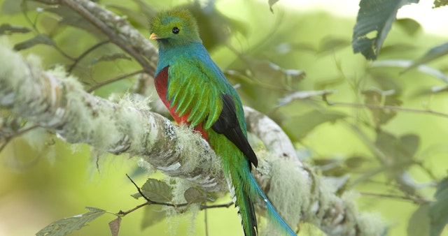 San Gerardo de Dota-1