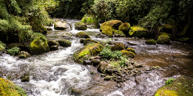 San Gerardo de Dota-9