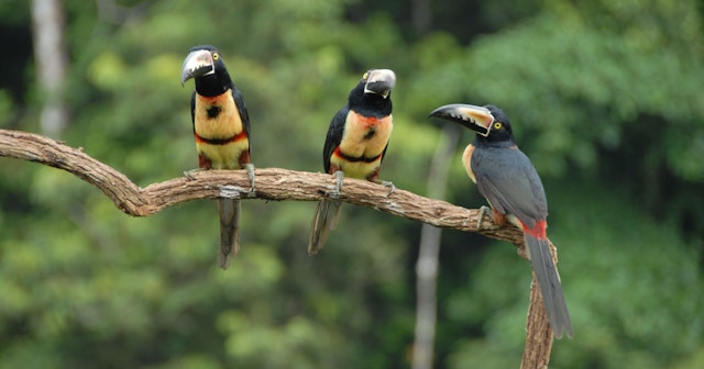 San Gerardo de Dota-3