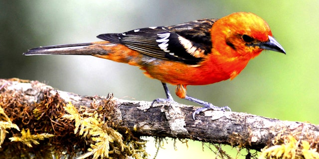 San Gerardo de Dota-8