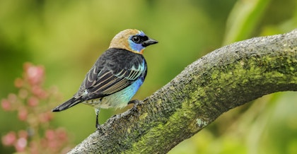 Explore the Golden Circle in Iceland! - Image 2