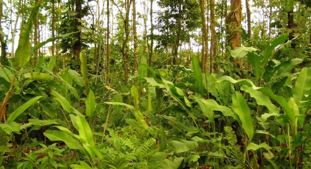 San Gerardo de Dota-2