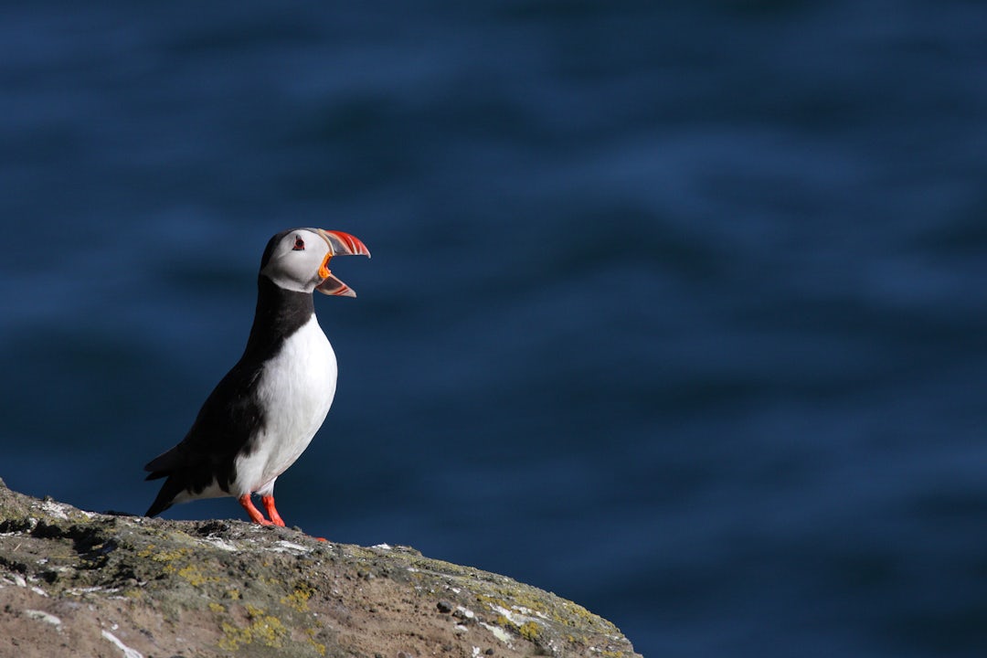 Explore the Golden Circle in Iceland!