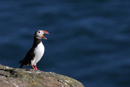 Explore the Golden Circle in Iceland! - Image 4