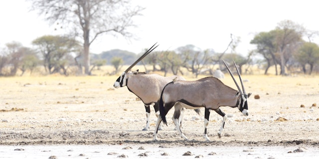 Nxai Pan National Park-2