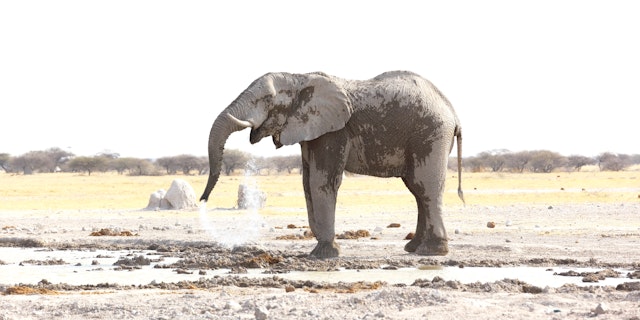 Nxai Pan National Park-1