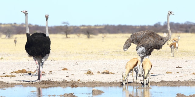 Nxai Pan National Park-3