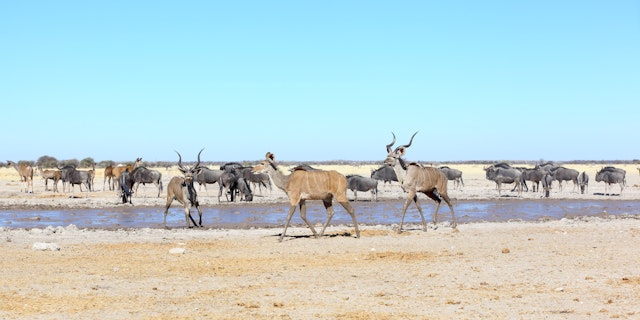 Nxai Pan National Park-5