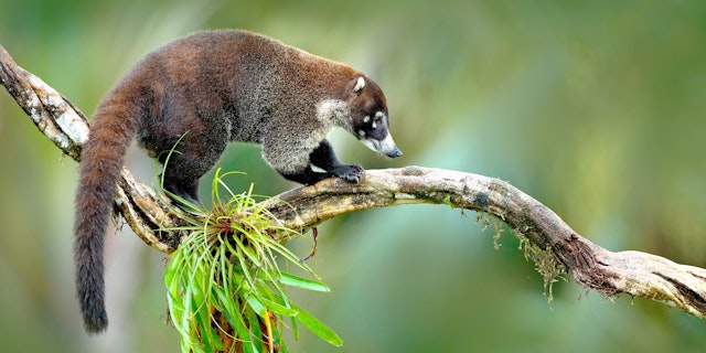 Manuel Antonio National Park-3
