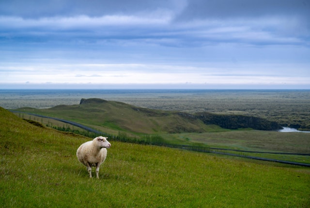 Explore the Golden Circle in Iceland!