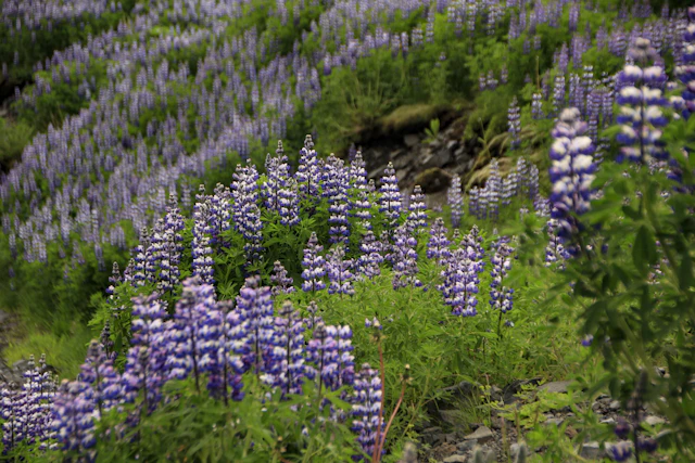 La beauté majestueuse de l'Islande vous attend