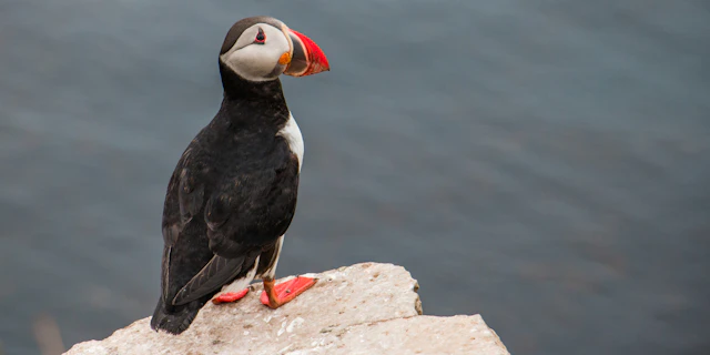 Hólmavík-3
