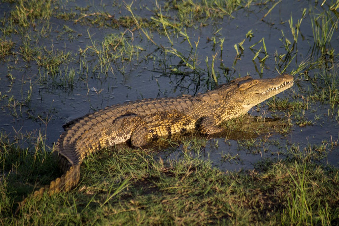 Botswana Camping Safari
