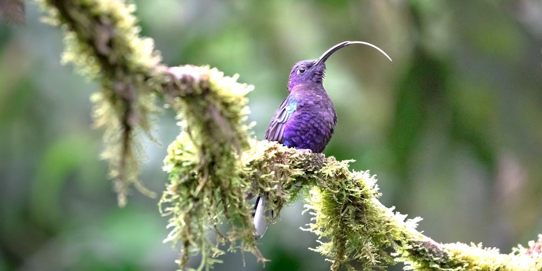 Explore the Golden Circle in Iceland!