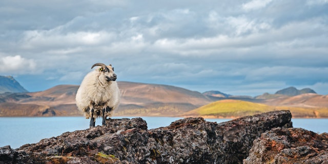 La beauté majestueuse de l'Islande vous attend