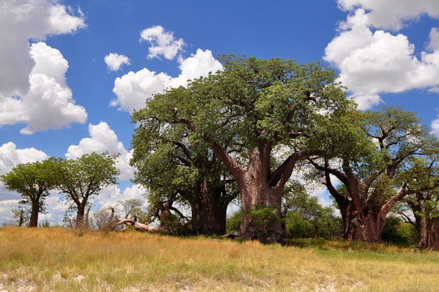 Baines Baobab Site 1