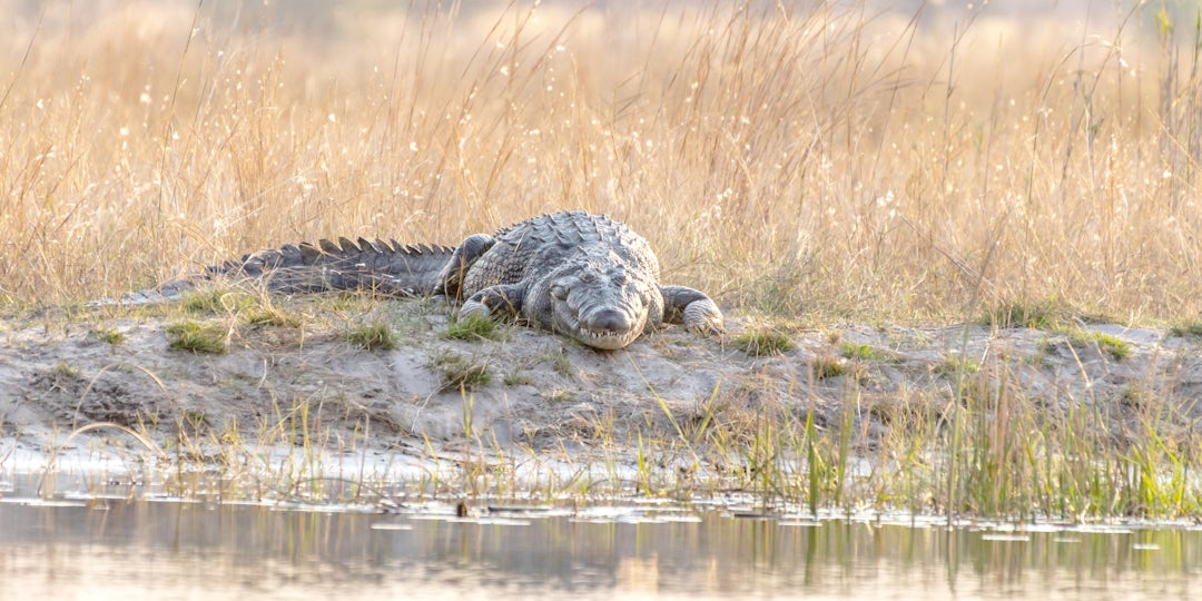 Botswana Camping Safari