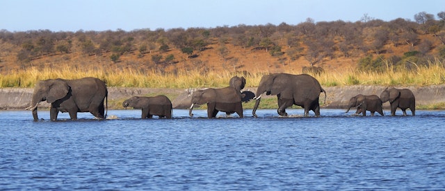 Chobe National Park-2