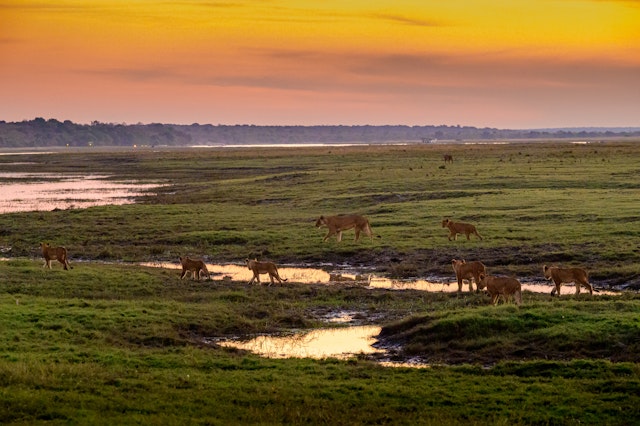 Chobe National Park-0