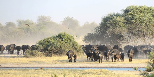 Chobe National Park-3