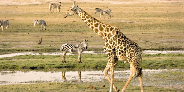 Chobe National Park-1